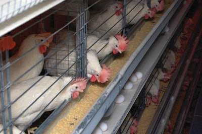 Poultry remains a driver of growth for the feed industry, but poultry producers face increased public and regulatory attention. (Terrence O'Keefe)