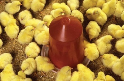 Antibiotic treatment of whole poultry flocks is threatened by draft EU legislation. | Dreamstime.com