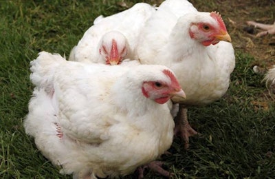 A free-range broiler flock was affected by one of two recent highly pathogenic avian influenza cases in France. | Andrea Gantz