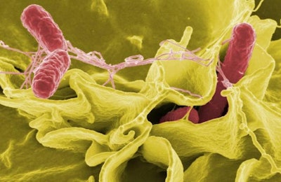 Una micrografía de Salmonella. | Wikimedia Commons, Rocky Mountain Laboratories, National Institutes of Health (de los Estados Unidos.)