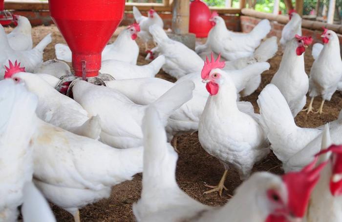 The top 6 poultry producers in Africa