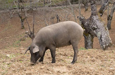 An Iberian pig in Andalusia, Spain| Basotxerri | Wikimedia Commons