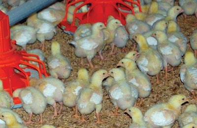 The U.S. broiler market appears to be at a tipping point regarding the use of antibiotics in growing programs.