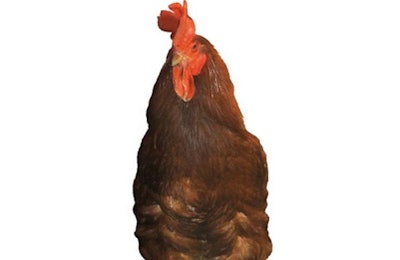 Slow Growing Rooster Hubbard 1606 Blo Gslow