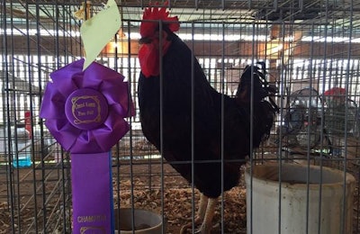 Thanks to the hard work and cooperation shown by the poultry industry, veterinarians and agriculture agencies, poultry exhibits are again a common site at county fairs across the U.S. | Roy Graber