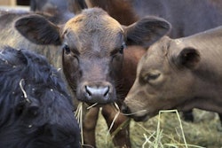 yykkaa | Bigstock.com