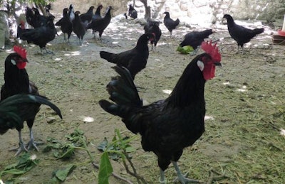 La gallina castellana negra no se cría en baterías, sino que requiere de manejo en el suelo y sobresale por su rusticidad, resistencia al clima y la resiliencia ante condiciones cambiantes.