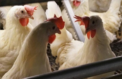 Millions more cage-free hens are needed to satisfy expected demand for the product. | Austin Alonzo