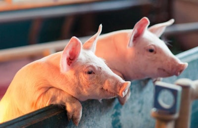 In vivo research on piglet and broiler nutrition will be the focus of BIOMIN’s seventh Center of Applied Animal Nutrition (CAN). | courtesy Biomin