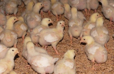 Broiler Chicks On Rice Hulls Nipple Drinkers
