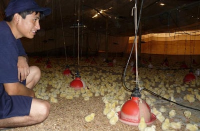 Cuidado De Los Pollos En Los Primeros Das