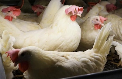 Gallinas Ponedoras Aa