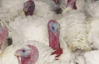 The outbreak of avian influenza in to flocks in Indiana in 2016 pointed out some issues the entire poultry industry can learn from.