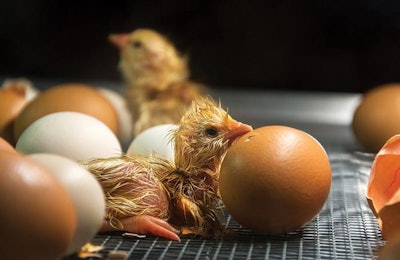 Several groups are working to develop economically feasible means of determining the sex of chicken embryos prior to three days of incubation. | Zoran Kolundzija, istockphoto.com
