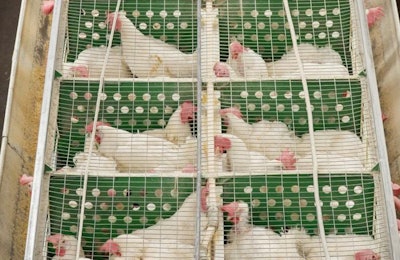 La industria del huevo en México se encuentra en una encrucijada entre sobreproblación de gallinas, sobreoferta de huevo, vacunación de influenza aviar y baja productividad.