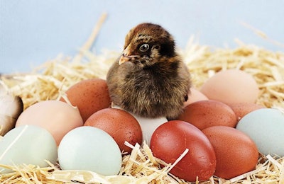 A strong egg demands high levels of feed calcium to be provided in the right form and at the right time each day. | Stephanie Frey, Dreamstime.com