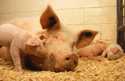 sow-piglets-sleep