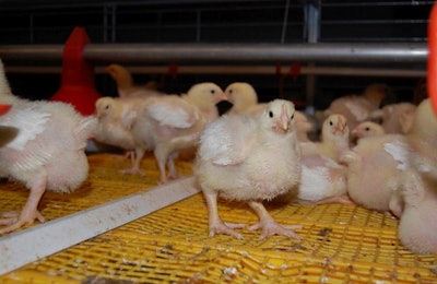 One European agricultural school is studying broiler production where the chickens are housed in a modern, tiered above-the-floor-housing-system, or what might commonly be called cages. | Terrence O'Keefe