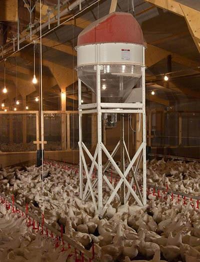 Collinson Spin Broiler Feeding System