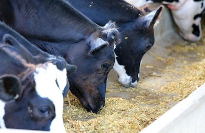 The end of the EU milk quota — and the subsequent oversupply and low dairy prices — has directly affected EU compound feed producers. | BigStock.com