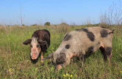 Pigs on a meadow in the Danube River valley of Romania. | Porojnicu Stelian | BigStockPhoto