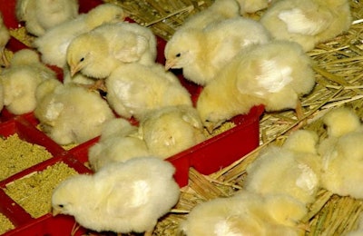 El uso de la lignocelulosa apunta hacia que el control del agua en el intestino que resulta en excretas más secas en pollos criados en cama.