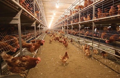 Some cage-free aviary and combi or convertible housing systems have doors on them that allow hens to be confined within the system to train them to use the nest. | Courtesy Big Dutchman