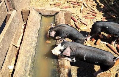 Piglets will instinctively investigate any moist-liquid material within their reach, making gruel feeding a natural feeding method. | Noah Browning, Dreamstime.com