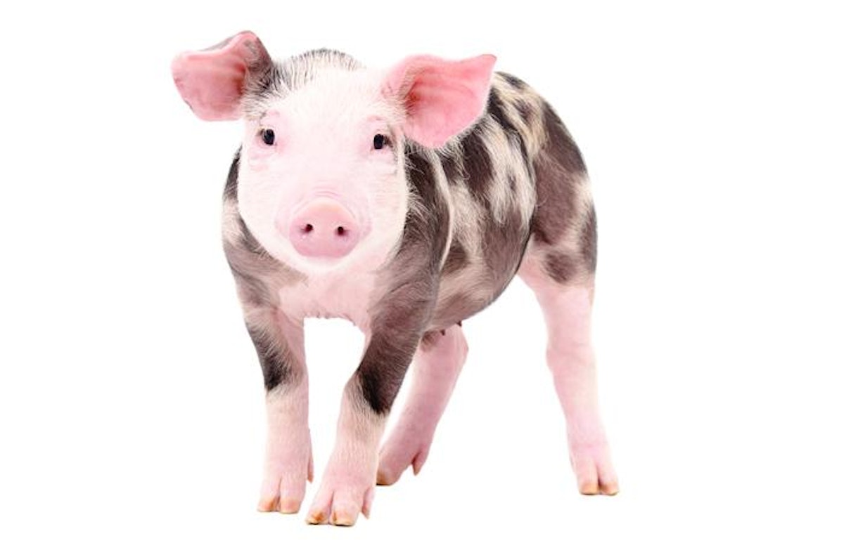 real piglet white background