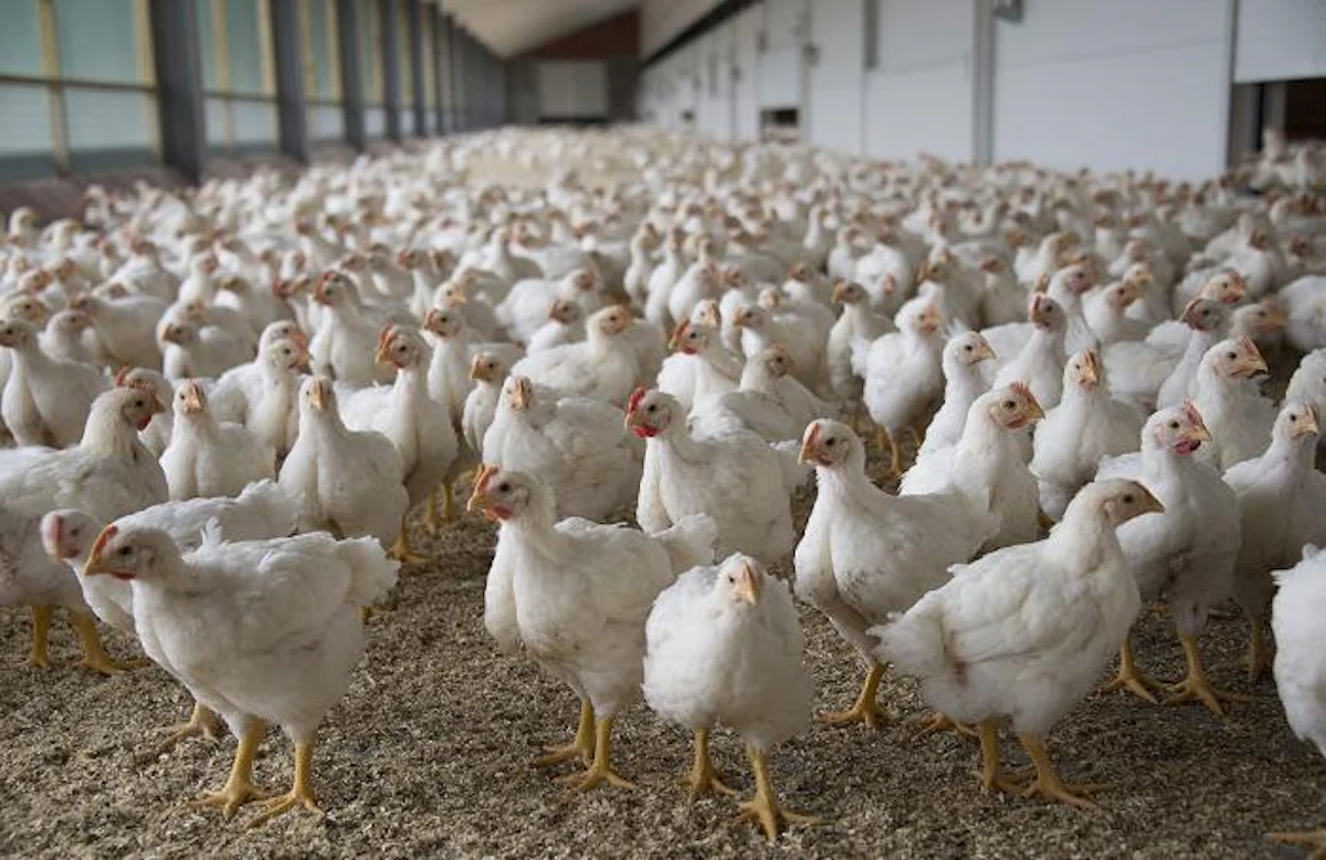 Pollo premium: un cambio de paradigma | WATTAgNet | WATTPoultry.com