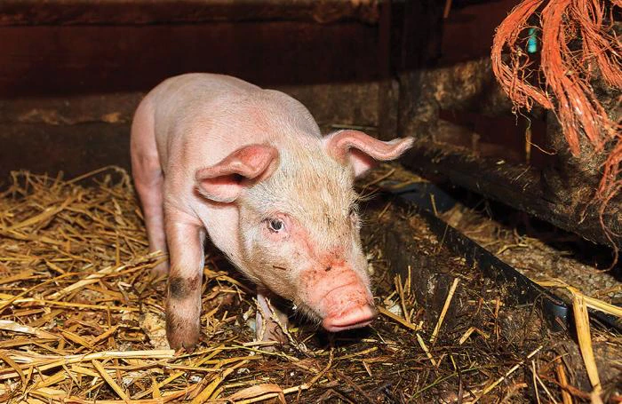 Scours In Piglets 6 major piglet diarrhea causes and their management | WATTAgNet ...