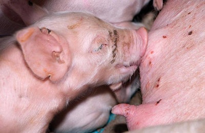 Enriched colostrum provides piglets with an immune-boost from their first day of life. | Settharach Markmee, Dreamstime.com