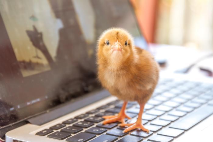 How technology is transforming poultry production in China | WATTAgNet ...