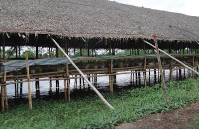 Rural communities account for more than 70 percent of the world’s extreme poor. Poultry farming supplies food and extends opportunities to earn a living. | Courtesy Aviagen