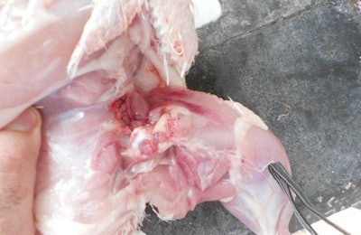 Incorrect harvesting can result in dislocated bones and cause broilers to suffer.