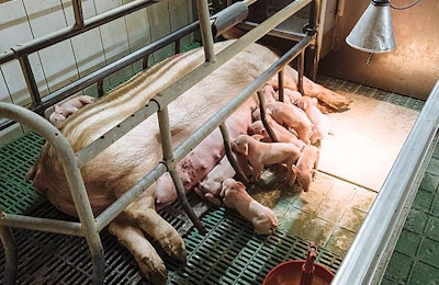 Enhancing immune status during the first days of life is the key for survival in piglets. | Thorsten Schmidtkord