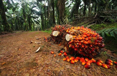 Palm oil is an undervalued source of lipids in the Western world, but a staple ingredient in areas where it is produced. | Tan Kian Yong, Dreamstime.com