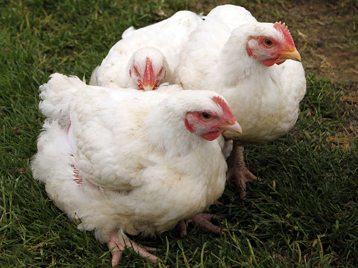 Why do feed additives work better in broilers? | WATTAgNet ...