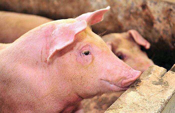 6 Most Common Pig Diseases Worldwide WATTPoultry Com   An.solutions To Keep Pigs Healthy 