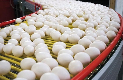 White Eggs On Conveyor