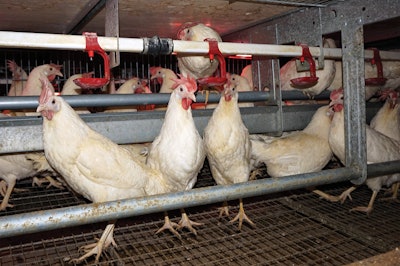 Hickman’s Egg Ranch is transition to 80 percent cage-free in order to meet demand for the product. | Austin Alonzo