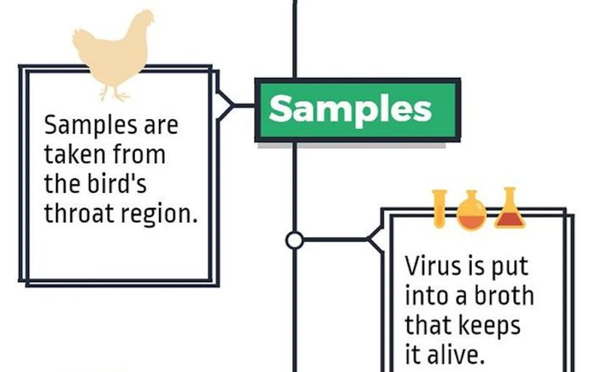 Infographic: Steps in avian flu testing process | WATTAgNet ...