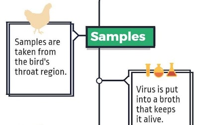 Steps In Avian Flu Testing Process Main Article Image