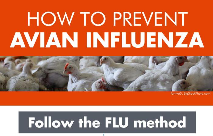 Infographic: How to prevent avian influenza | WATTAgNet | WATTPoultry.com