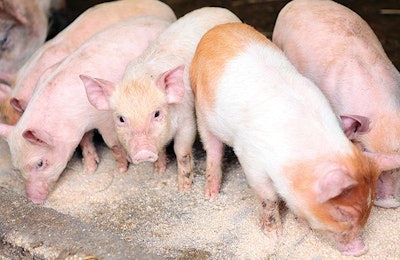 Studies suggest producers can save 45 cents per pig using medium-chain fatty acids in pig diets. | Brett Critchley, Dreamstime.com