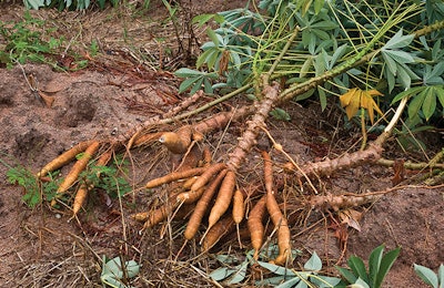 Cassava is a tropical plant cultivated mainly for its starch-rich tubers. | Pixbox77, Dreamstime.com