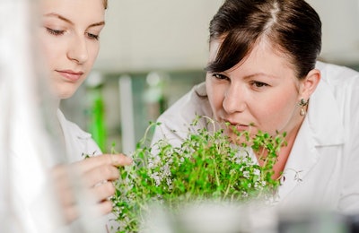 Los aditivos fitogénicos con compuestos botánicos y extractos vegetales presentan modos de acción más amplios, en comparación con las sustancias químicas de un solo ingrediente. Foto cortesía de Delacon.