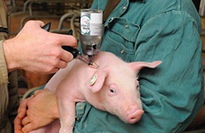 Piglets should be vaccinated about the same time as weaning, when they are most likely to first come into contact with the virus. | Boehringer Ingelheim Animal Health