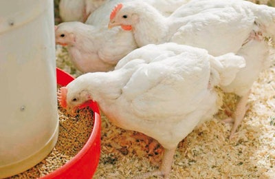 Good nutrition is important for flock health and performance, and is becoming increasingly important as producers can rely less on in-feed antibiotics. | Evonik/Höfler