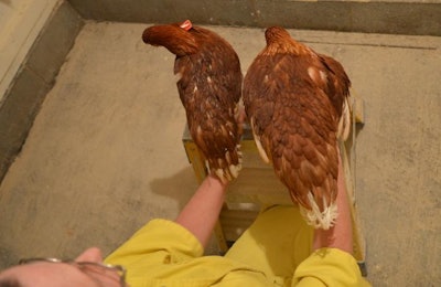 Through proper feeding and management techniques, overweight and underweight pullets can grow into strong, uniform layer flocks. | Courtesy Dr. Ken Anderson, North Carolina State University